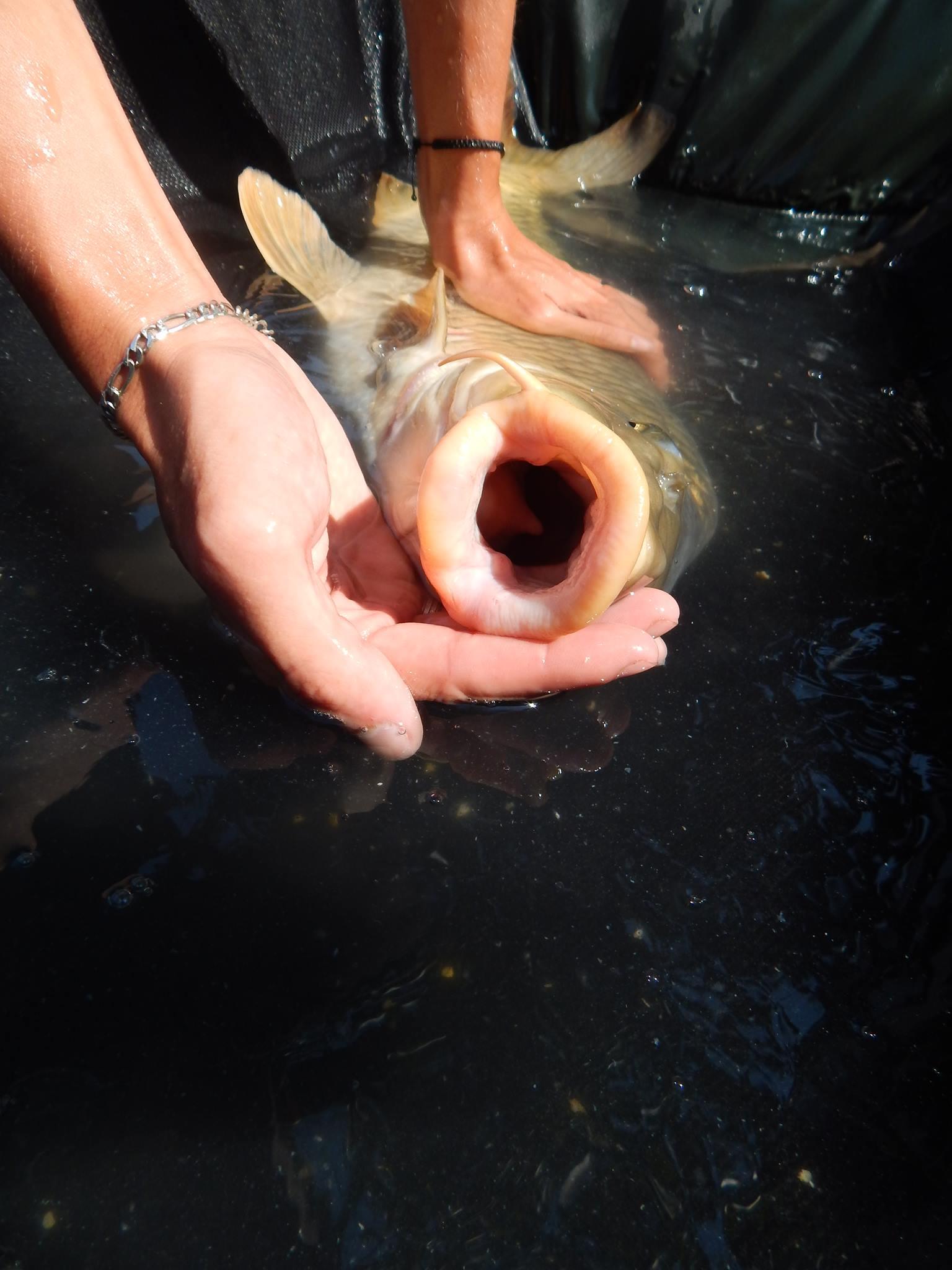 O partida de pescuit in Italia - 118941729124178654989771219568229830493153o.jpg